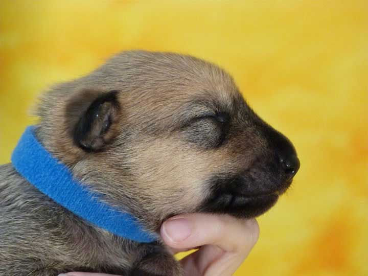 chinook puppy